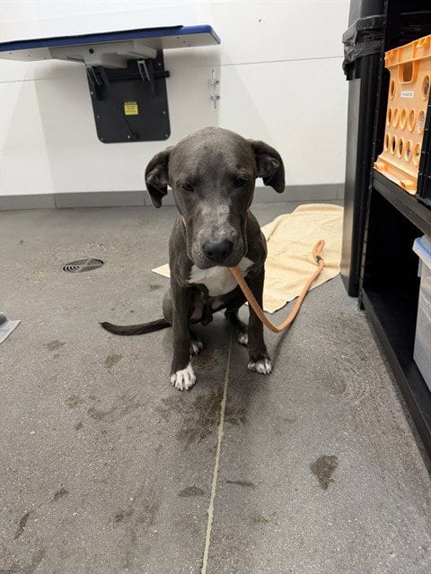 Photo of Aldo, adoptable American Pit Bull Terrier in Mesa, Arizona
