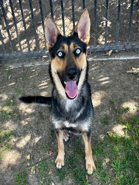 Photo of Sierra, adoptable German Shepherd Dog in Riverside, California