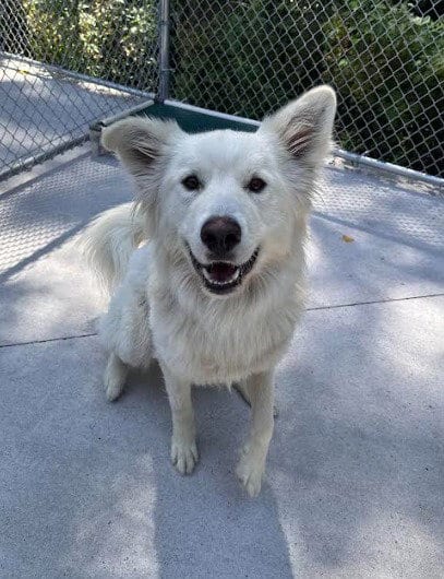 Photo of Bolt, adoptable Great Pyrenees in Muskegon, Michigan