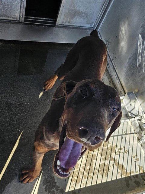 Photo of Hunter, adoptable Doberman Pinscher in San Bernardino, California