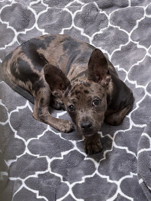 Photo of Thaddeus, adoptable Catahoula Leopard Dog in Sacramento, California