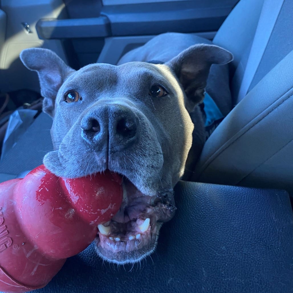 Photo of Piggy (I Have a Secret Crush!), adoptable Mixed Breed (Medium) in Decatur, Georgia