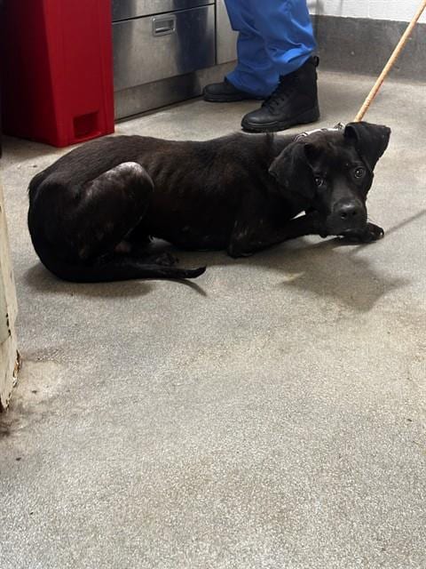 Photo of Rowan, adoptable Labrador Retriever in Forestville, Maryland
