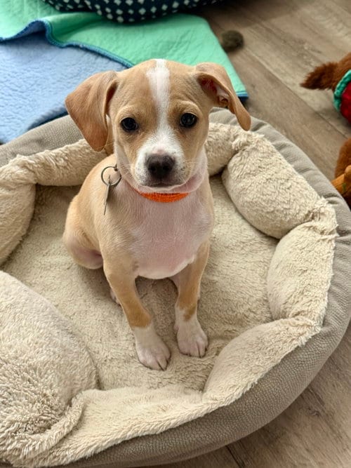 Photo of Bean, adoptable Chihuahua in Holly Springs, North Carolina