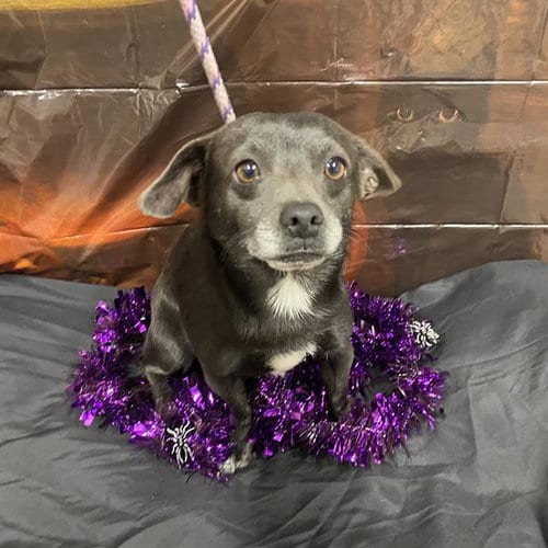 Photo of A615152, adoptable Chihuahua in Modesto, California