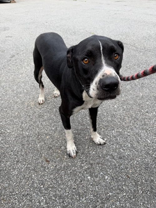 Photo of Oscar the Outstanding, adoptable Labrador Retriever in Brewster, New York