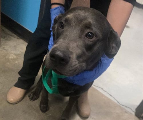 Photo of Jade, adoptable Labrador Retriever in Bakersfield, California
