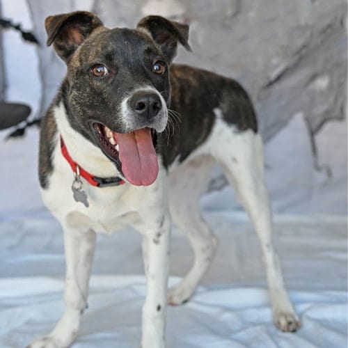 Photo of Checkers, adoptable Unknown breed in Rancho Santa Fe, California