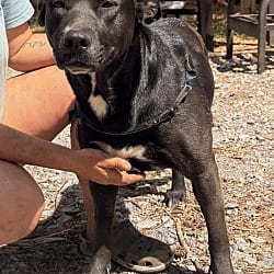 Photo of Frisky, adoptable Labrador Retriever Shepherd (Unknown Type) in Johnston, Rhode Island
