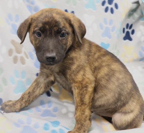 Photo of Dumpling, adoptable German Shepherd Dog in Thief River Falls, Minnesota
