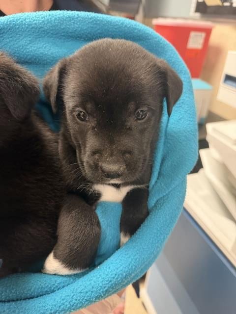 Photo of Buddy, adoptable Labrador Retriever in Riverside, California