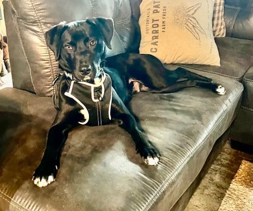 Photo of Yogi, adoptable Labrador Retriever in Cromwell, Kentucky