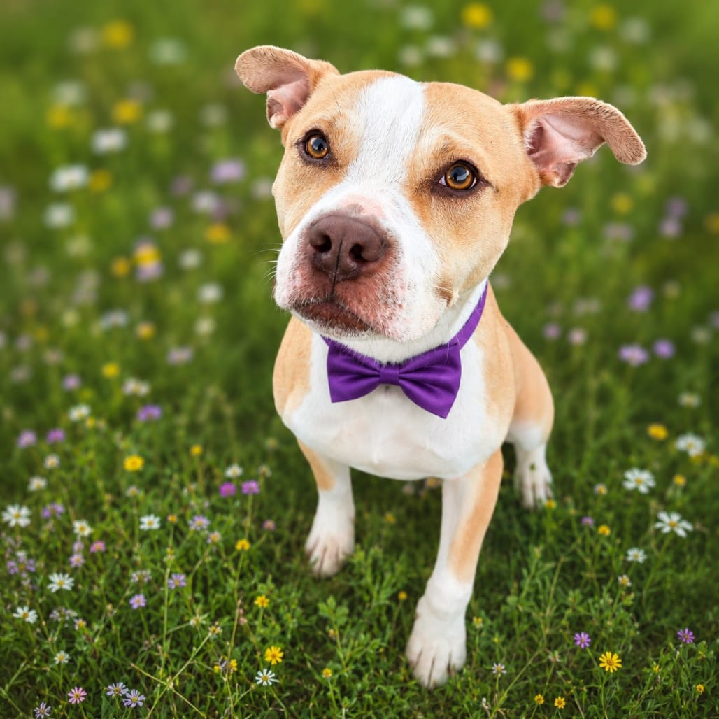 Photo of Mona Lisa, adoptable Mixed Breed (Medium) in Binghamton, New York