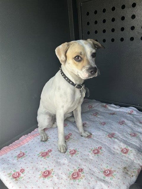 Photo of Puppy, adoptable Terrier in Baldwin Park, California