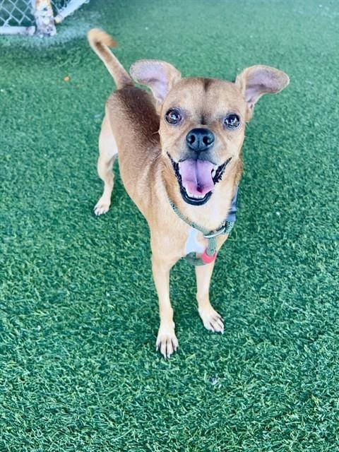 Photo of Jessie, adoptable Chihuahua in Miami, Florida