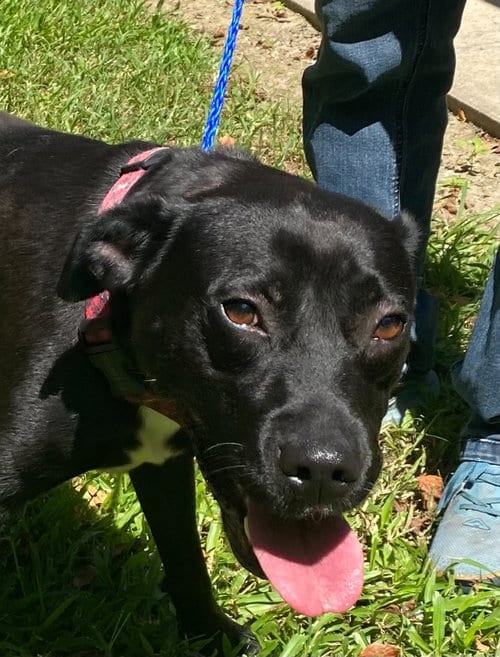 Photo of Miriam, adoptable Labrador Retriever in Canton, Connecticut
