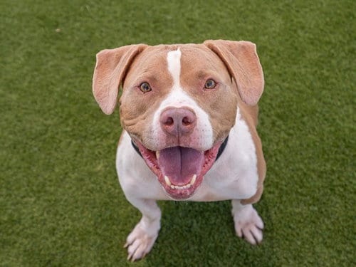 Photo of Ace, adoptable Pit Bull Terrier in Martinez, California