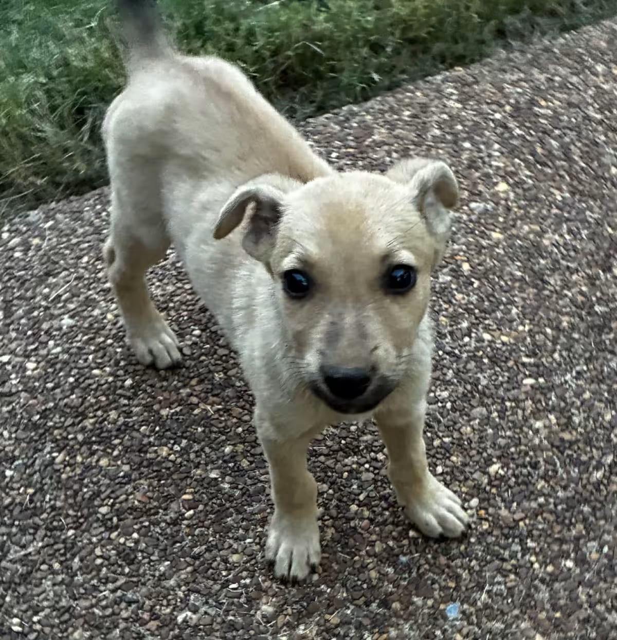 Photo of Hampton, adoptable Chihuahua Dachshund in Denver, Colorado