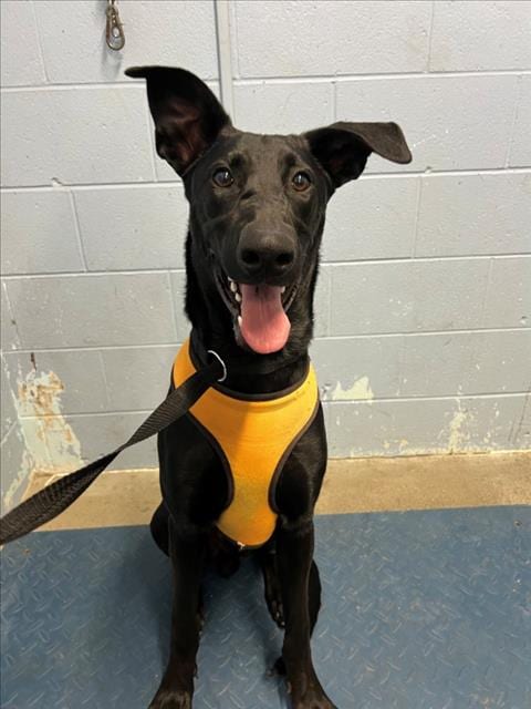 Photo of Sirius, adoptable Doberman Pinscher in Woodland, California