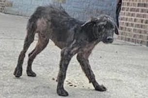 Photo of Senior German Shepherd Dog mix, adoptable German Shepherd Dog mix in Houston, Texas
