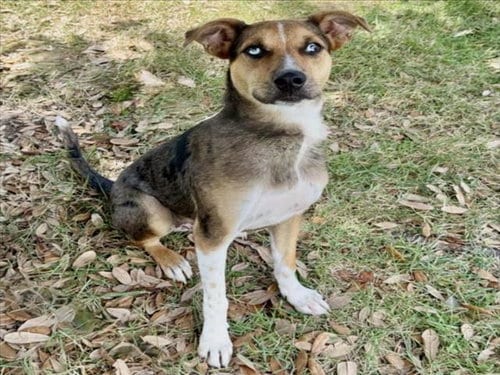 Photo of Aiden, adoptable Australian Shepherd in Houston, Texas