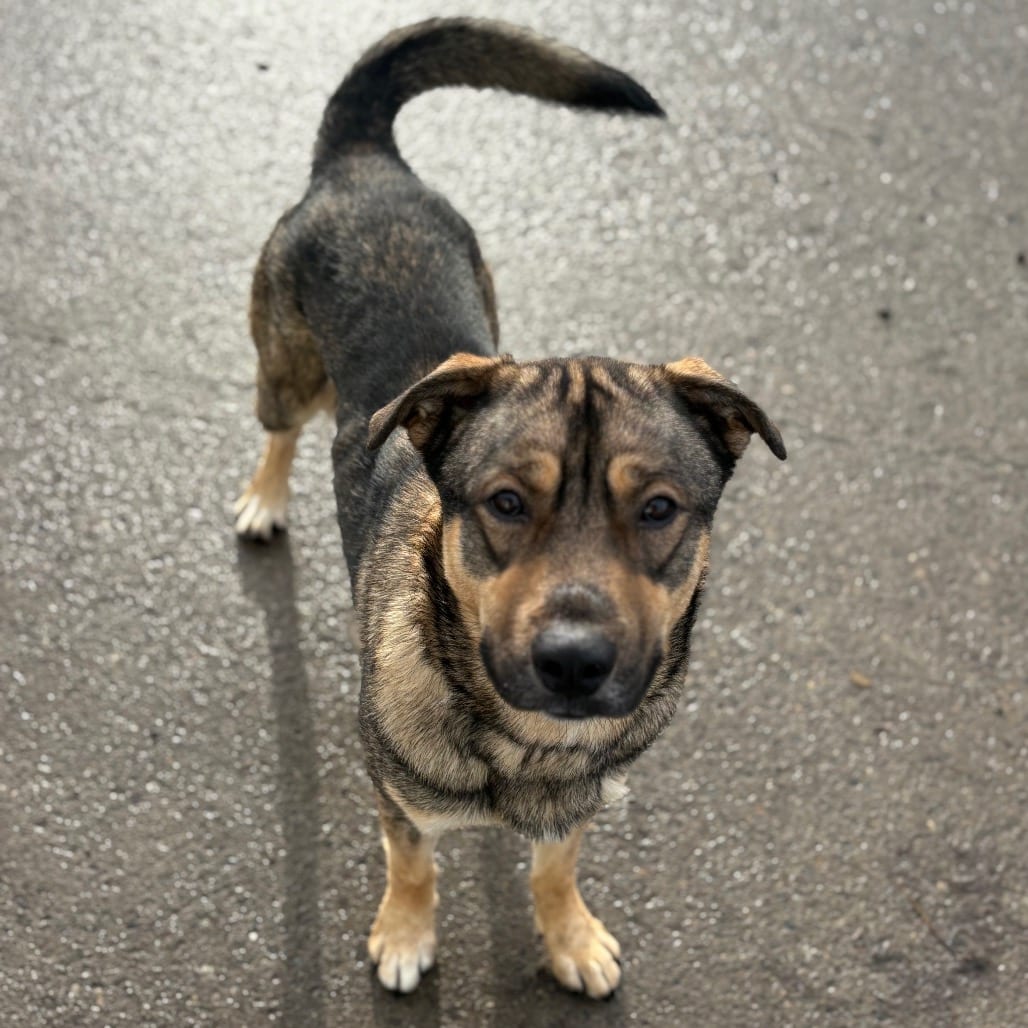 Photo of Carl, adoptable Elkhound, Norwegian / Mixed Breed (Medium) in Port Angeles, Washington