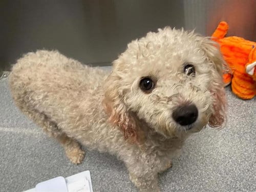 Photo of Shelby, adoptable Poodle (Miniature) in Orange, California