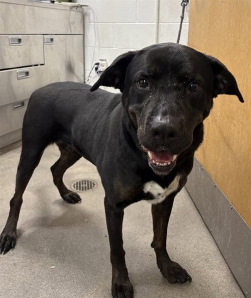 Photo of Nandi, adoptable Labrador Retriever in Forestville, Maryland