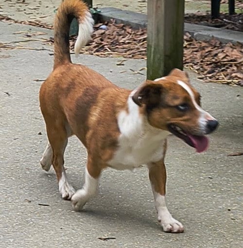 Photo of Darcy, adoptable Catahoula Leopard Dog in Baileyton, Alabama