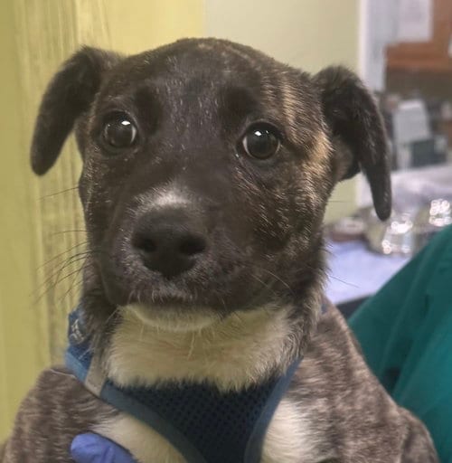 Photo of Lucy, adoptable Terrier in Royal Palm Beach, Florida