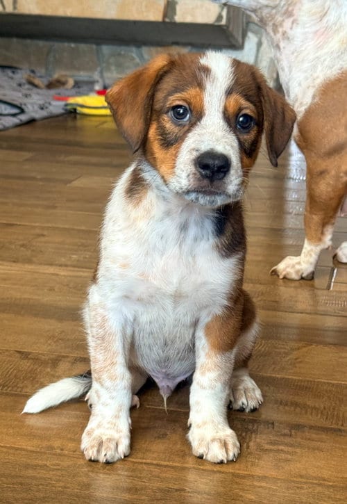 Photo of Emma’s Dragonfly, adoptable Cattle Dog in San Diego, California