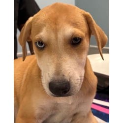 Photo of Velma, adoptable Golden Retriever in San Antonio, Texas