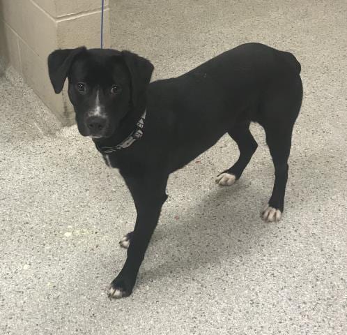 Photo of Jojo, adoptable Labrador Retriever in Conroe, Texas