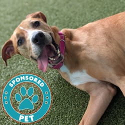 Photo of Sammy, adoptable Great Dane Mixed Breed (Medium) in Lakeland, Florida
