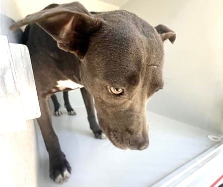 Photo of Senior Pit Bull Terrier, adoptable Pit Bull Terrier in Houston, Texas