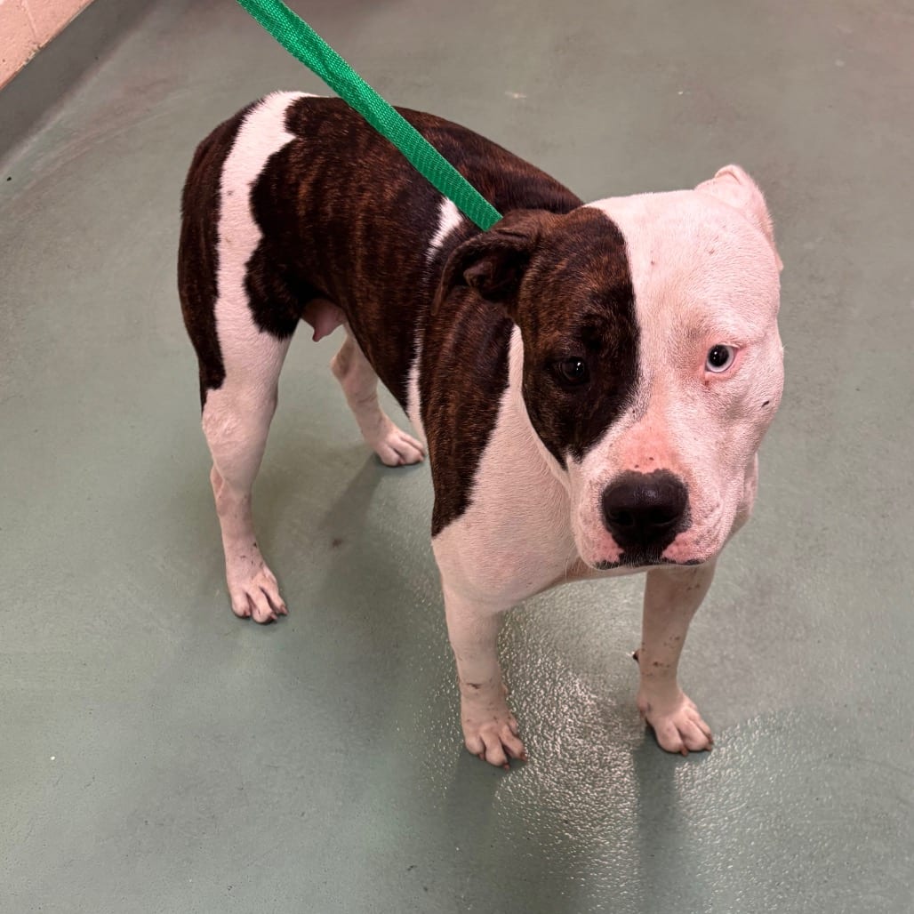 Photo of Coco, adoptable dog