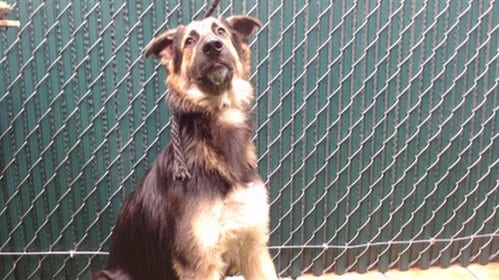 Photo of Eckhart, adoptable German Shepherd Dog in Downey, California