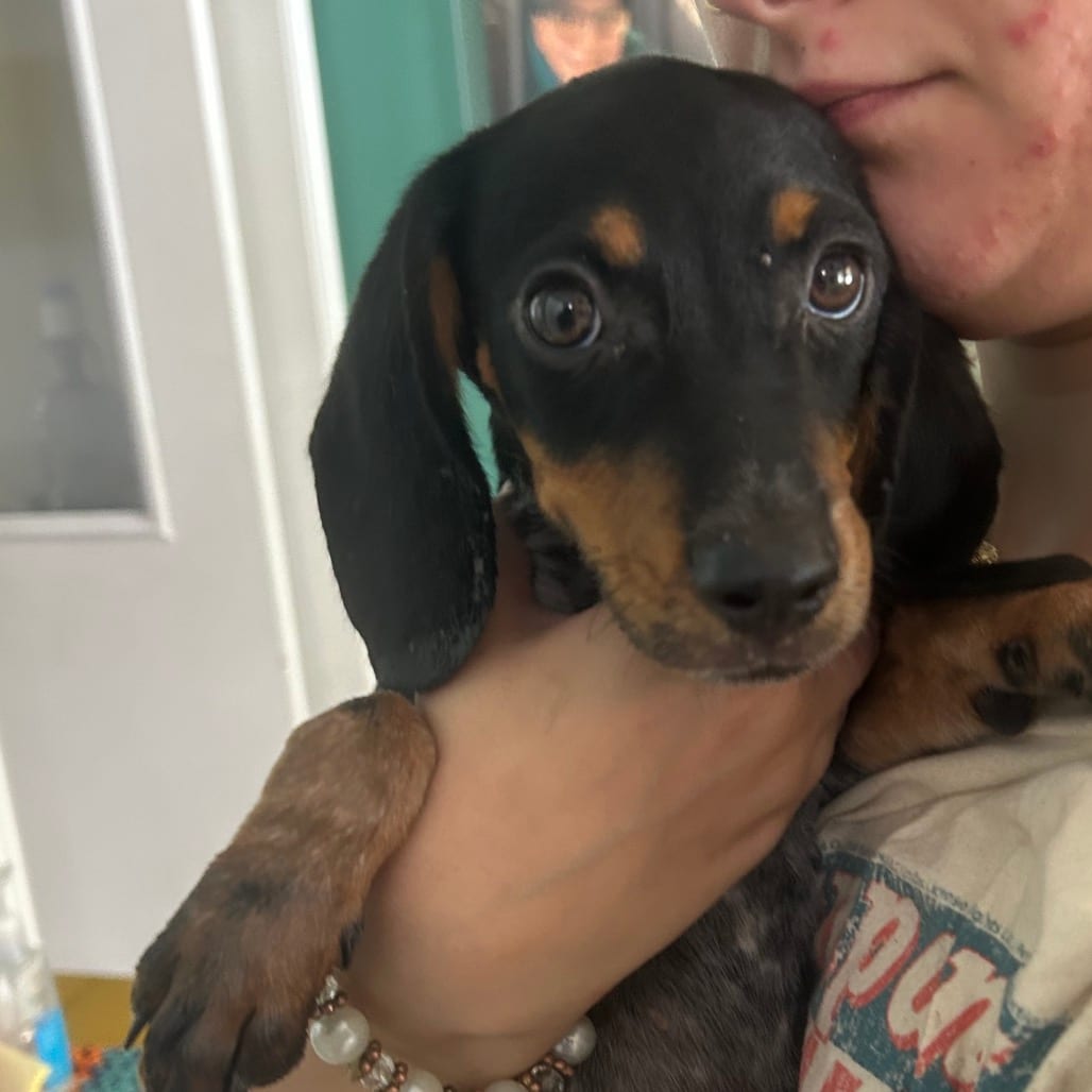 Photo of Corey, adoptable Coonhound, Bluetick in Starkville, Mississippi