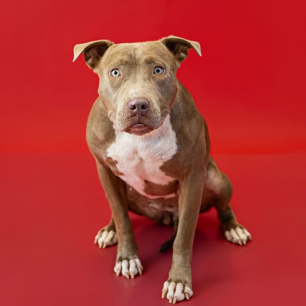 Photo of Toffee, adoptable Pit Bull cross in Lawrenceville, Georgia
