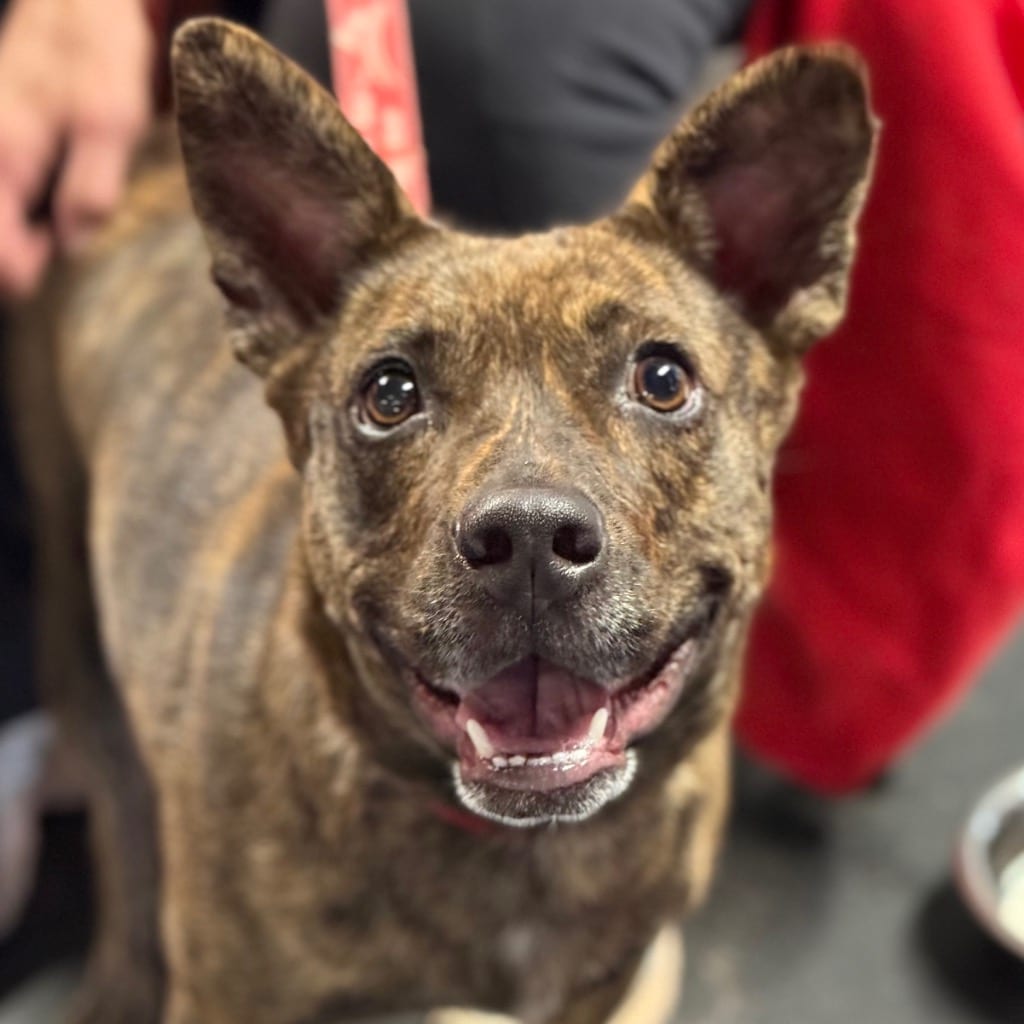 Photo of Kira Flor, adoptable Mixed Breed in Bloomfield, Connecticut