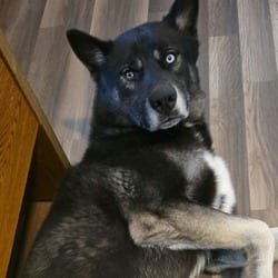 Photo of Fenrir JuM, adoptable Alaskan Malamute Mixed Breed (Large) in Salem, Oregon