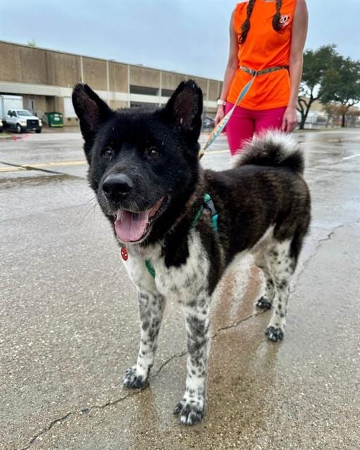 Photo of Twister, adoptable Akita mix