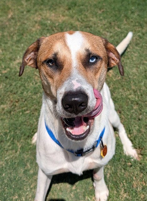 Photo of Boomer, adoptable Catahoula Leopard Dog in Plano, Texas