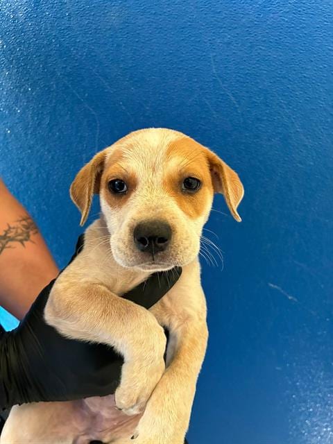 Photo of A256519, adoptable Queensland Heeler in Visalia, California