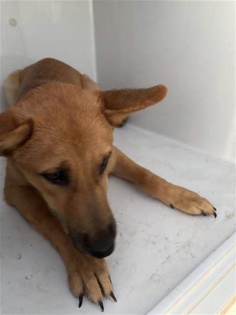 Photo of A661924, adoptable German Shepherd Dog in Houston, Texas
