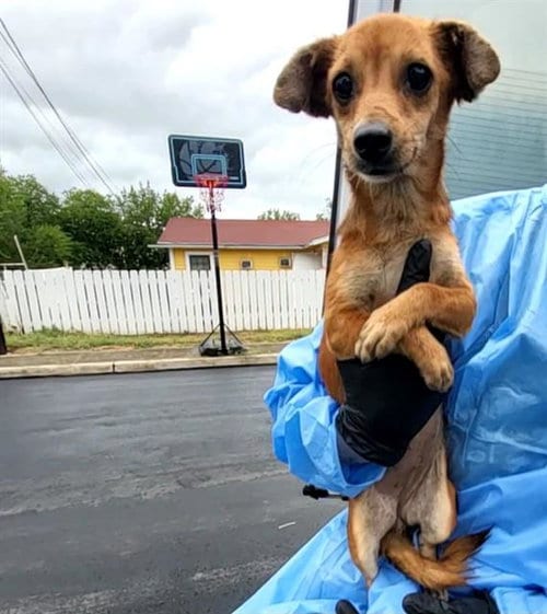 Photo of Darleen, adoptable Terrier in San Antonio, Texas