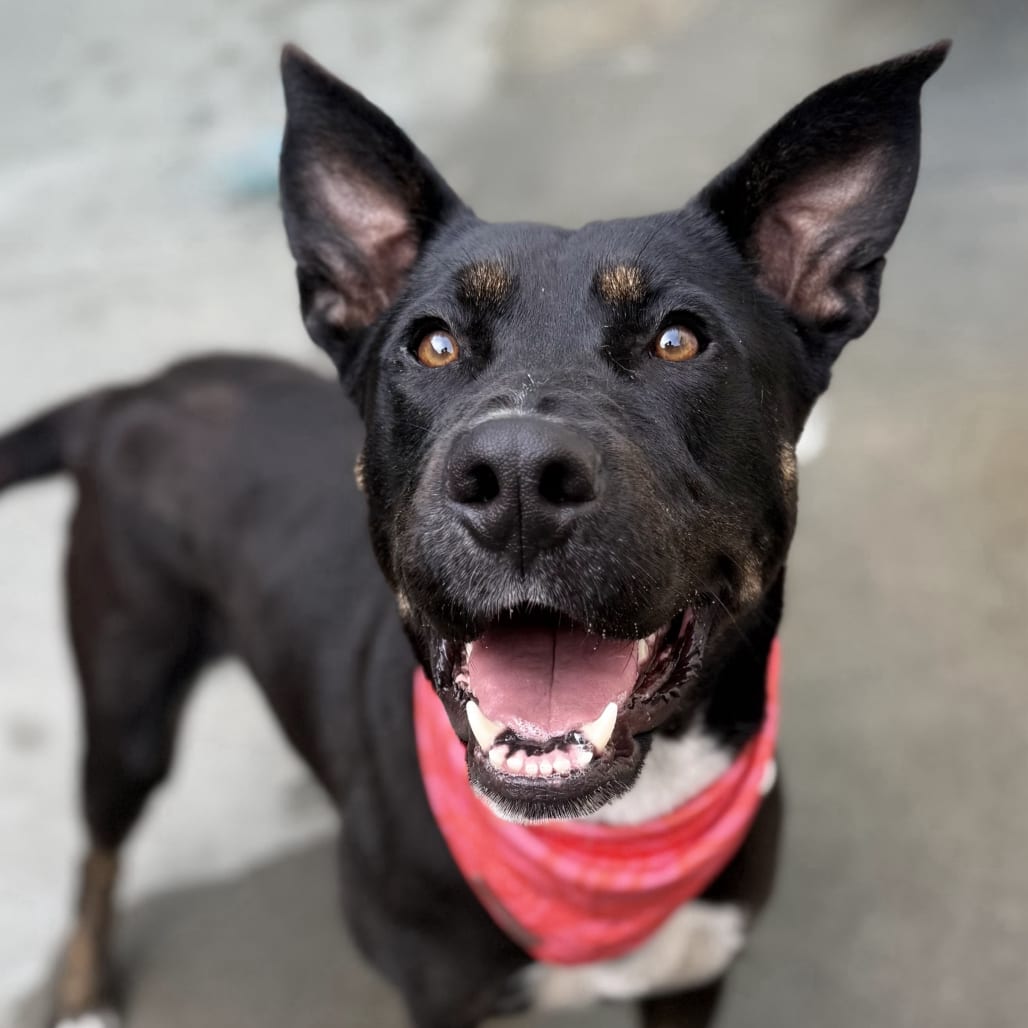 Photo of Darina, adoptable Shepherd / Mix in San Francisco, California