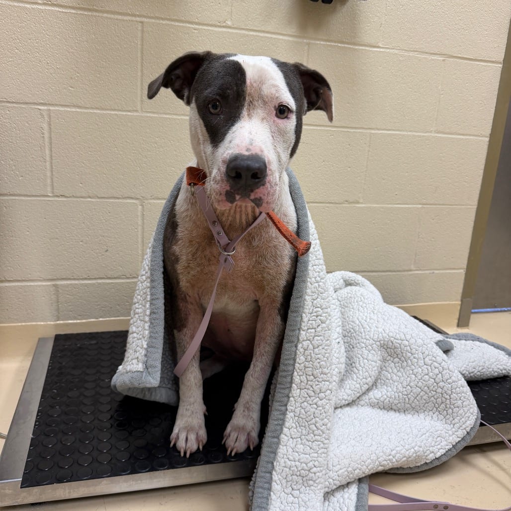 Photo of Lucky, adoptable Mixed Breed (Medium) in Winston-Salem, North Carolina