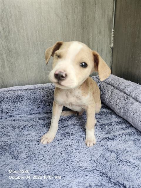 Photo of Benito, adoptable American Staffordshire Terrier in San Antonio, Texas