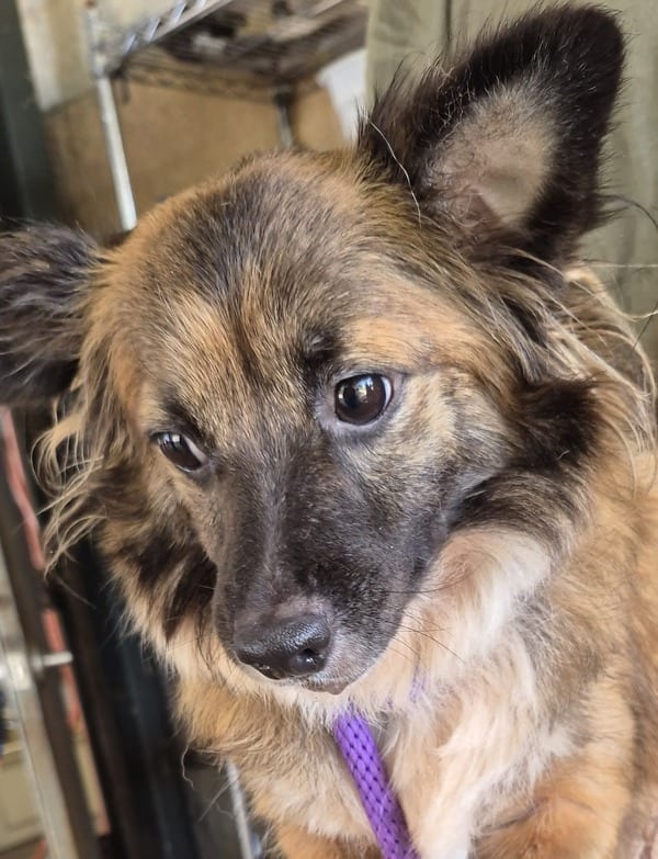 Photo of Juno, adoptable Australian Shepherd mixed Terrier in Lawrenceville, Georgia